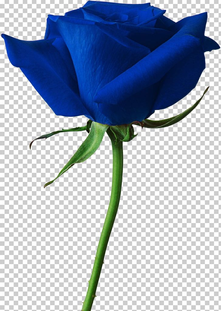 Rose Desktop PNG, Clipart, Blue, Blue Rose, Bud, Cobalt , Desktop Wallpaper Free PNG Download
