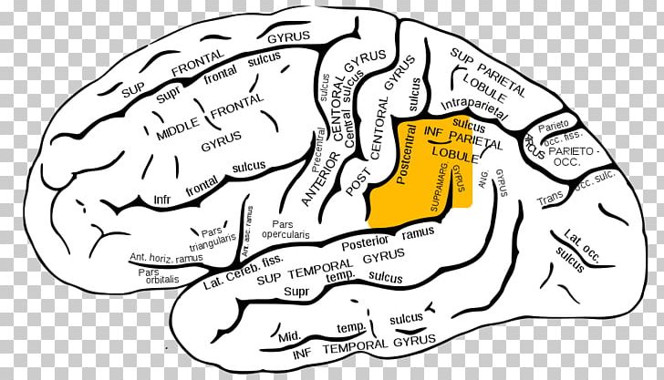 Supramarginal Gyrus Angular Gyrus Parietal Lobe Lobes Of The Brain PNG, Clipart, Angular Gyrus, Area, Artwork, Hand, Head Free PNG Download