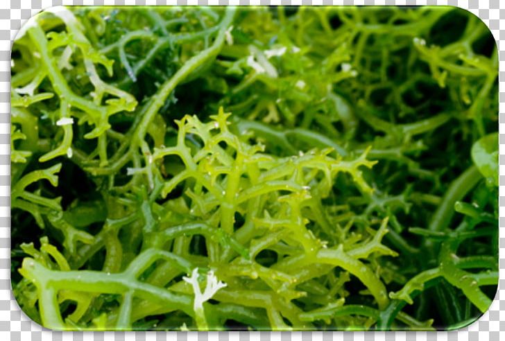 Algae Seaweed Farming Kelp Spirulina PNG, Clipart, Agar, Algae, Algas, Aquatic Plant, Chlorella Free PNG Download