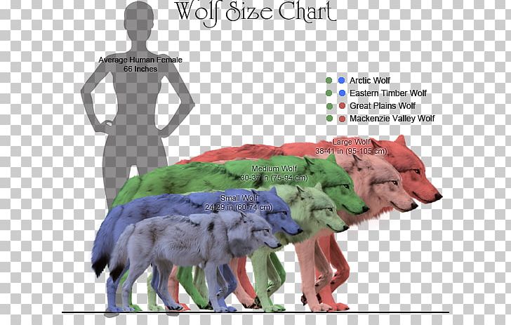 Coyote Dog Dire Wolf Northwestern Wolf Canidae PNG, Clipart, American Lion, Animal, Canidae, Canine Tooth, Canis Free PNG Download