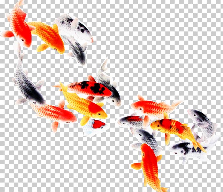 Koi Fish Computer File PNG, Clipart, Aquarium, Aquarium Fish, Computer File, Encapsulated Postscript, File Fish Free PNG Download