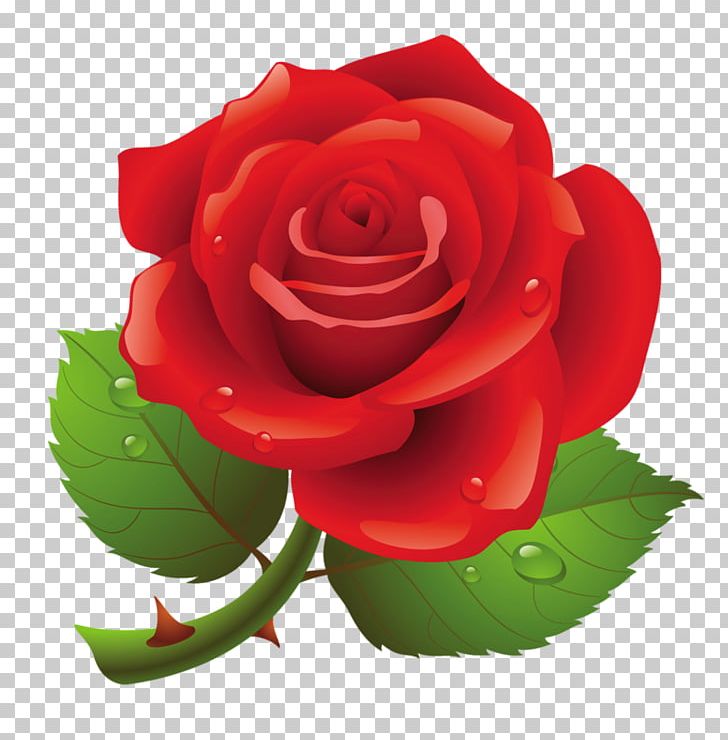 Rose PNG, Clipart, Cartoon, China Rose, Clip Art, Cut Flowers, Document Free PNG Download