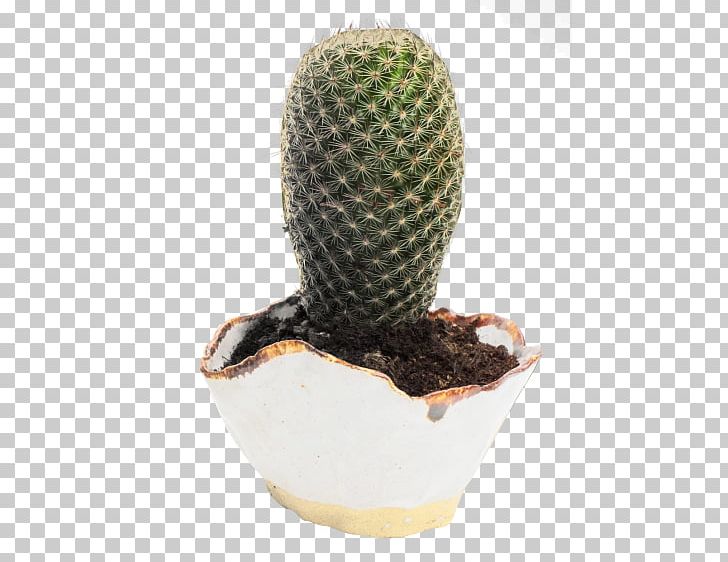 Cactaceae Rhipsalis Baccifera Plant PNG, Clipart, Cactaceae, Cactus, Caryophyllales, Digital Image, Download Free PNG Download