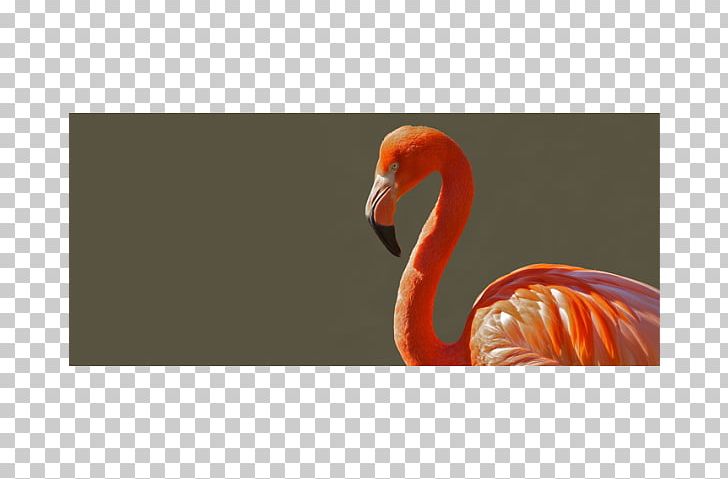 Bird Greater Flamingo PNG, Clipart, Beak, Bird, Desktop Wallpaper, Fauna, Flamingo Free PNG Download