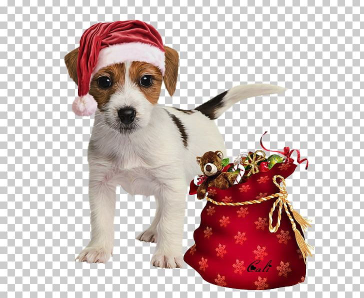 Dog Breed Puppy Volpino Russkiy Toy Companion Dog PNG, Clipart, Animal, Animals, Breed, Calimero, Christmas Ornament Free PNG Download