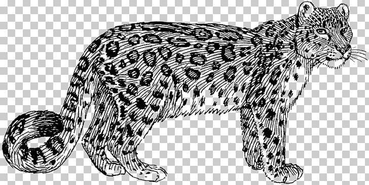 Felidae Cheetah Snow Leopard Tiger PNG, Clipart, Animal Figure, Big Cats, Black And White, Carnivoran, Cat Free PNG Download
