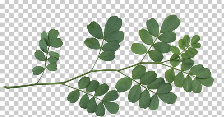 Leaf Shrub Tree Plant Stem PNG, Clipart, Branch, Desktop Wallpaper, Information, Leaf, Leaf Angle Distribution Free PNG Download