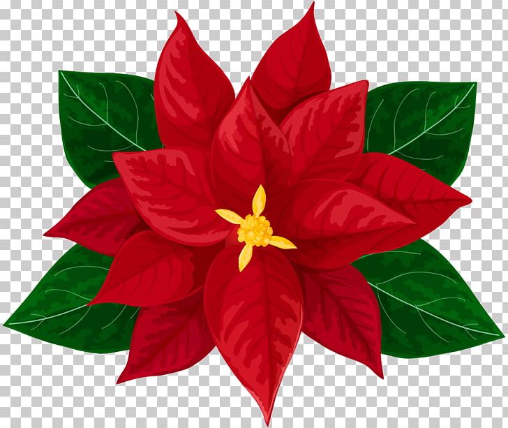 Poinsettia Drawing PNG, Clipart, Animation, Art, Christmas, Christmas Candle, Christmas Lights Free PNG Download