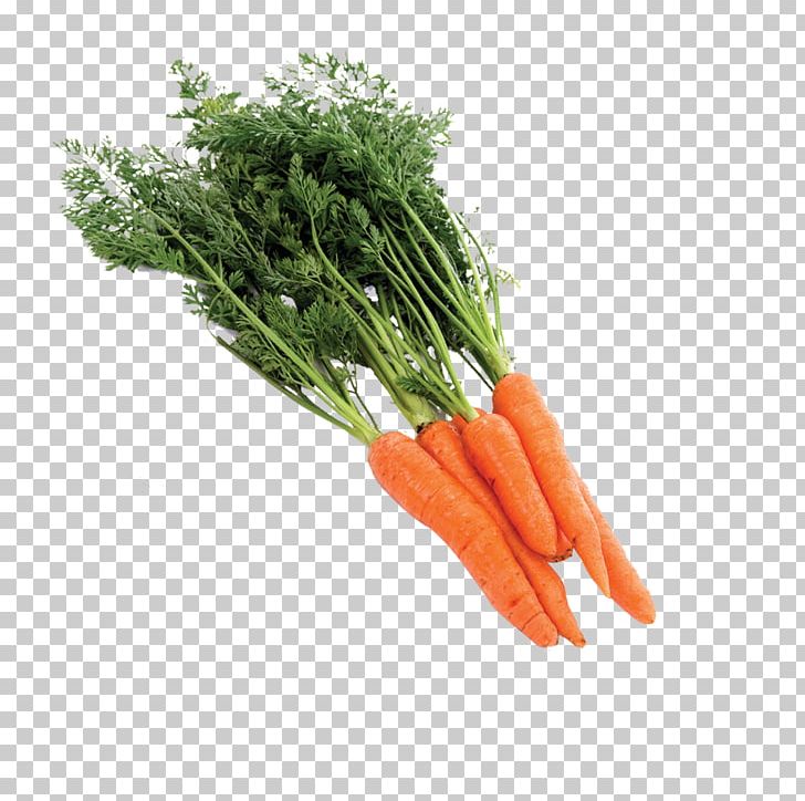 Baby Carrot Radish PNG, Clipart, Bunch Of Carrots, Carrot, Carrot Cartoon, Carrot Juice, Carrots Free PNG Download