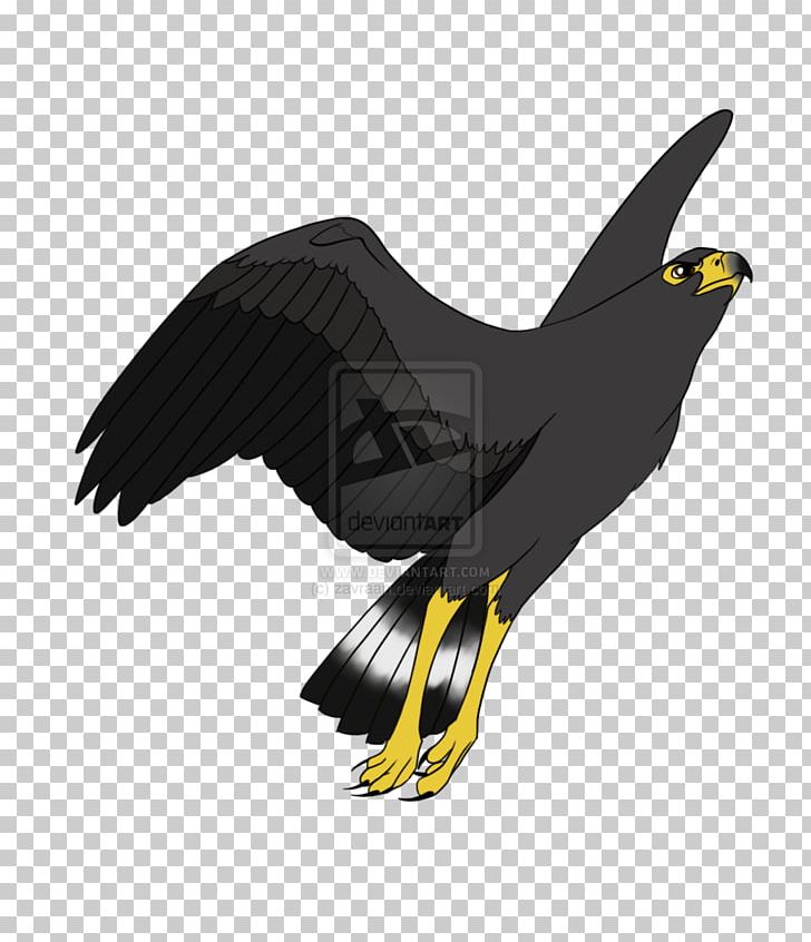 Bird Hawk Drawing Cartoon PNG, Clipart, Accipitriformes, Animal, Animals, Art, Bald Eagle Free PNG Download