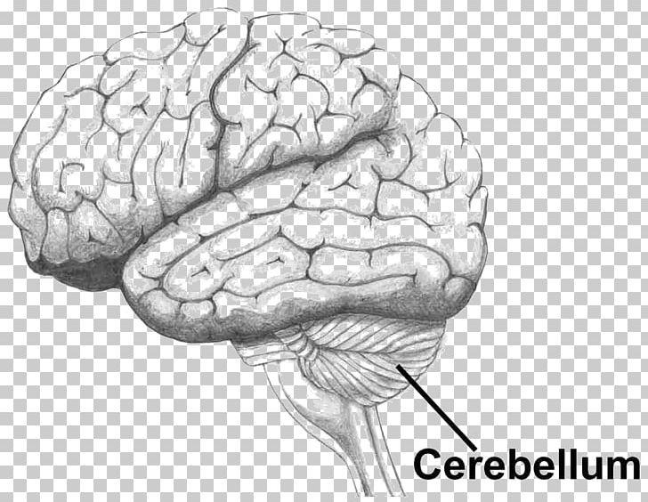 Lobes Of The Brain Occipital Lobe Temporal Lobe Occipital Bone PNG, Clipart, Black And White, Bone, Brain, Brainstem, Cerebellum Free PNG Download