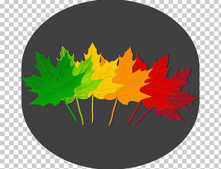 Maple Leaf Tree Norway Maple Drawing PNG, Clipart, Autumn Leaf Color, Color, Computer Icons, Drawing, Flag Of Canada Free PNG Download