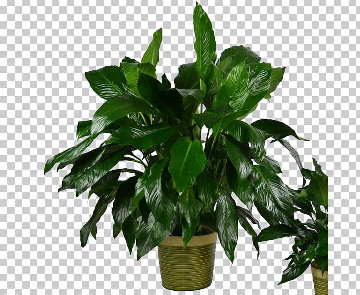 Peace Lily Houseplant Flowerpot Leaf Evergreen PNG, Clipart, Bao Bao, Basket, Bonsai, Classic, Evergreen Free PNG Download