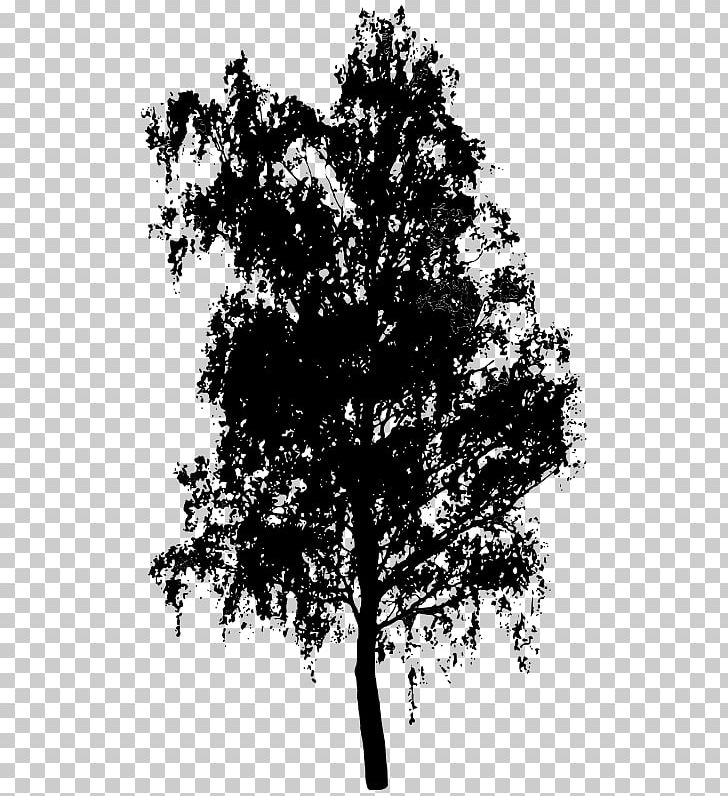 Tree Silhouette PNG, Clipart, Birch, Black And White, Branch, Chris Pine, Desktop Wallpaper Free PNG Download