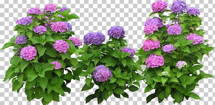 Flower Garden PNG, Clipart, Annual Plant, Aster, Container Garden, Flower, Flower Garden Free PNG Download
