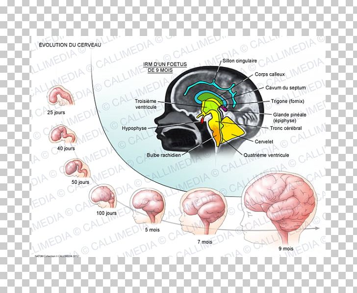 Fornix Human Brain Development Of The Nervous System PNG, Clipart, Brain, Central Nervous System, Cerebral Cortex, Communication, Corpus Callosum Free PNG Download