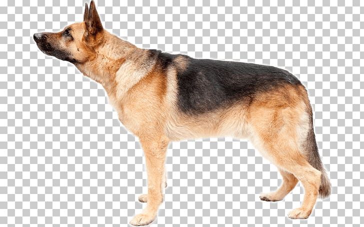German Shepherd Boxer White Shepherd Puppy Mountain Aire Veterinary Hospital PNG, Clipart, Animal, Animals, Boxer, Breed, Carnivoran Free PNG Download