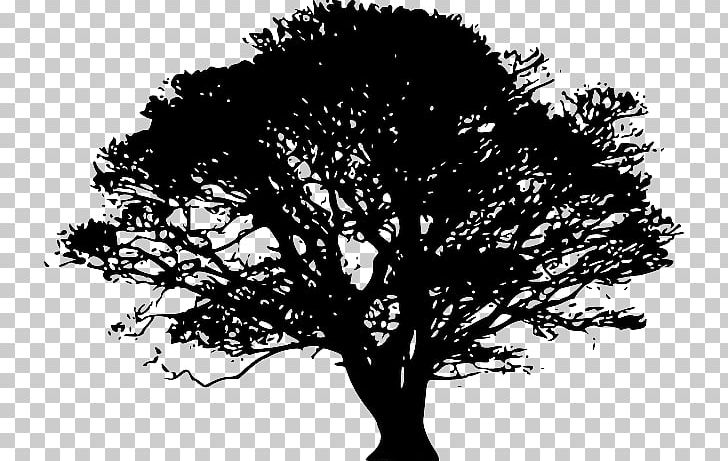 Graphics Tree Portable Network Graphics PNG, Clipart, Black And White, Branch, Coast Redwood, Giant Sequoia, Ink Ancient Architecture Free PNG Download