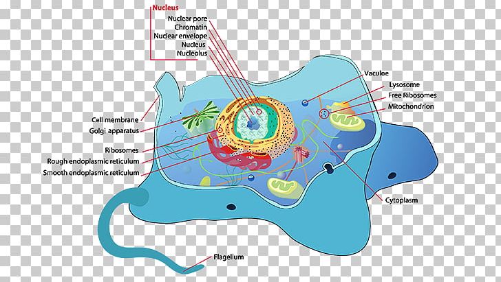 flagella in a plant cell