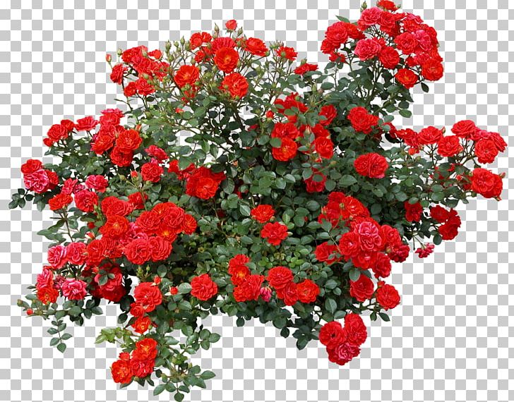 Rose Shrub Flower PNG, Clipart, Annual Plant, Bushes, Chrysanths, Cut Flowers, Floral Design Free PNG Download