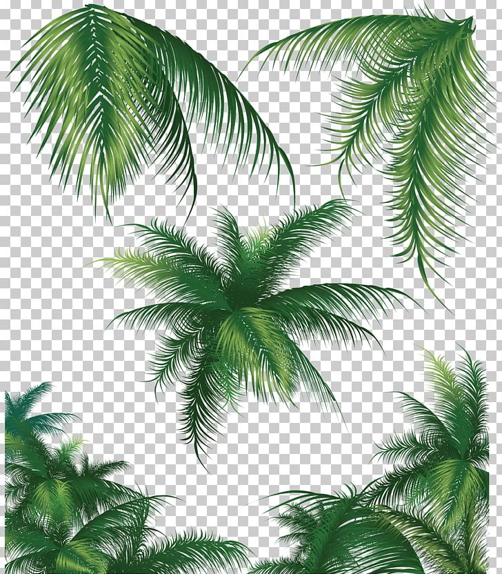 Coconut Arecaceae Tree PNG, Clipart, Arecales, Attalea Speciosa, Borassus Flabellifer, Coconut Tree, Date Palm Free PNG Download
