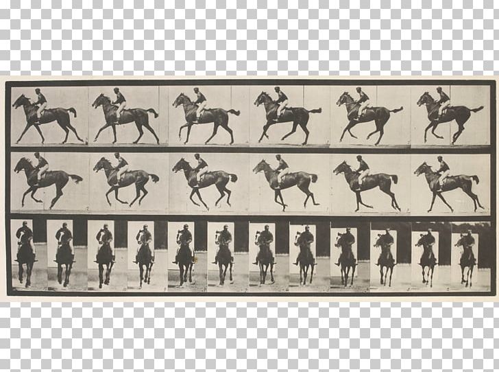 Horse Animal Locomotion Photography Photographer Art PNG, Clipart, Animal Locomotion, Animals, Art, Artist, Cinematography Free PNG Download