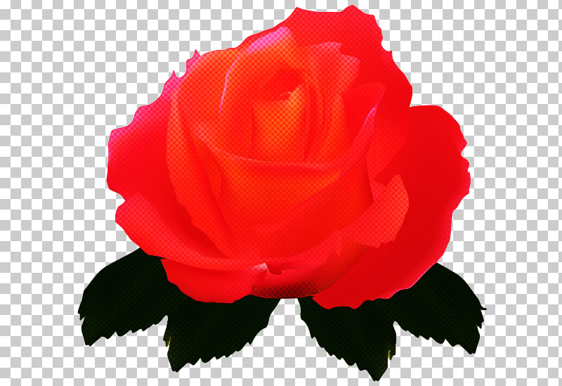 Garden Roses PNG, Clipart, China Rose, Cut Flowers, Floribunda, Flower, Garden Roses Free PNG Download