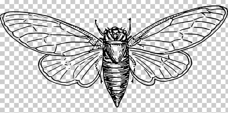 Australian Plague Locust Coloring Book Plagues Of Egypt PNG, Clipart, Arthropod, Color, Fictional Character, Membrane , Monochrome Free PNG Download
