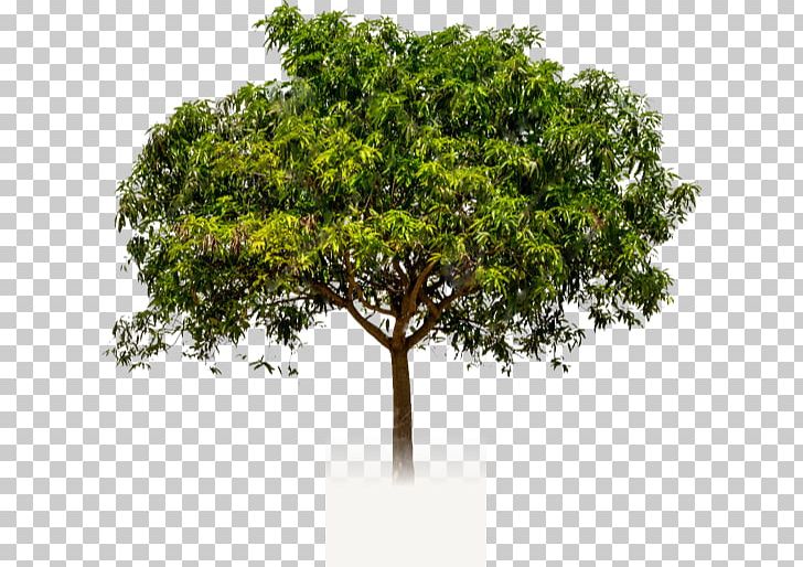 Branch Tree Mangifera Indica Crown Trunk PNG, Clipart, Birch, Branch, Crown, Desktop Wallpaper, Fruit Tree Free PNG Download