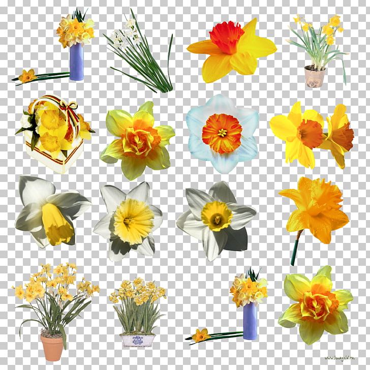 Daffodil Floral Design I Wandered Lonely As A Cloud Flower PNG, Clipart, Daffodil, Digital Image, Flor, Flower, Flower Arranging Free PNG Download