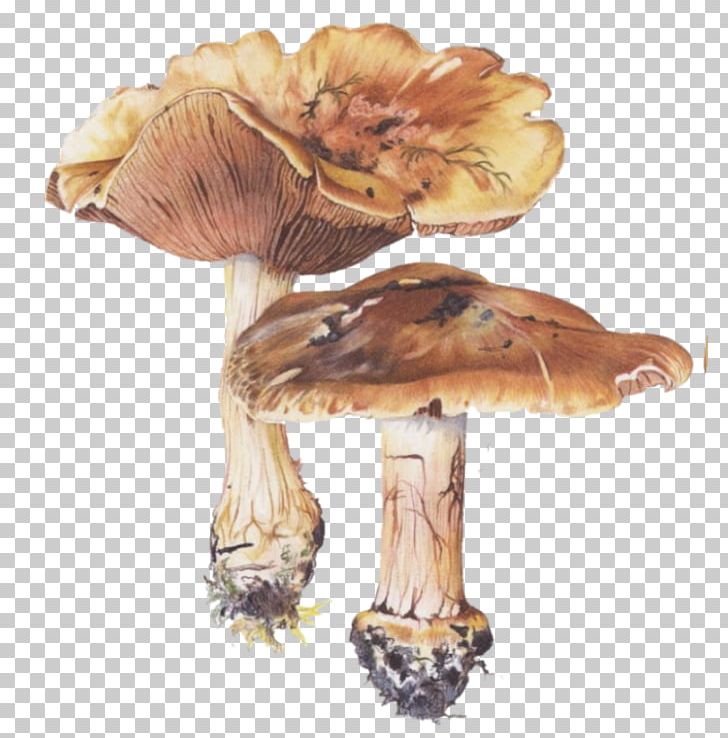 Edible Mushroom Fungus PNG, Clipart, Champignon, Edible Mushroom, Fungus, Ingredient, Mushroom Free PNG Download