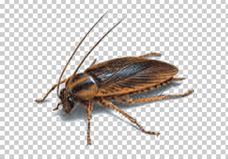 German Cockroach Insect Pest Ant PNG, Clipart, American Cockroach, Animals, Ant, Arthropod, Beetle Free PNG Download