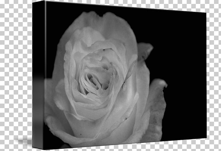 Still Life Photography Desktop White PNG, Clipart, Black, Black, Closeup, Computer, Computer Wallpaper Free PNG Download