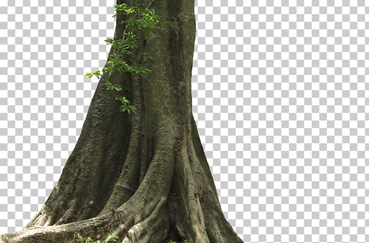 Trunk Photography Wood Tree PNG, Clipart, Animals, Artist, Big Tree, Branch, Deviantart Free PNG Download