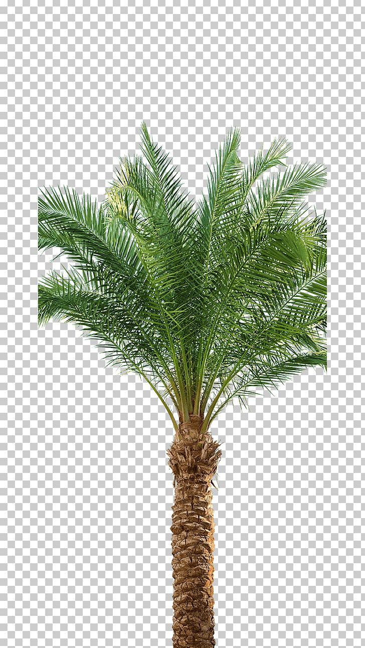 Babassu Asian Palmyra Palm Arecaceae Oil Palms Date Palm PNG, Clipart, Arecaceae, Arecales, Asian Palmyra Palm, Attalea, Attalea Speciosa Free PNG Download