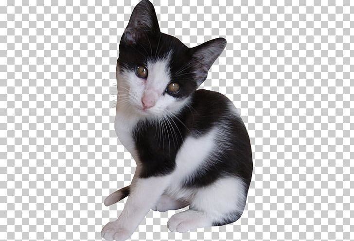 European Shorthair American Wirehair Whiskers Aegean Cat Kitten PNG, Clipart, Aegean, American Wirehair, Amour, Animals, Carnivoran Free PNG Download