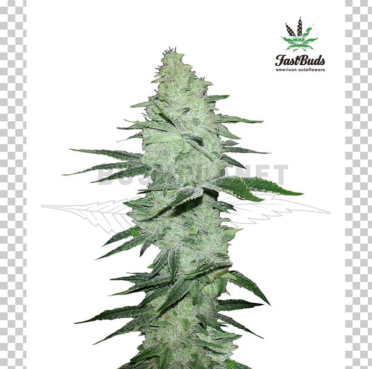 Gorilla Glue 4 Autoflowering Cannabis Cannabis Ruderalis Cannabis Sativa PNG, Clipart, Autoflowering Cannabis, Cannabis, Cannabis Cultivation, Cannabis Ruderalis, Cannabis Sativa Free PNG Download