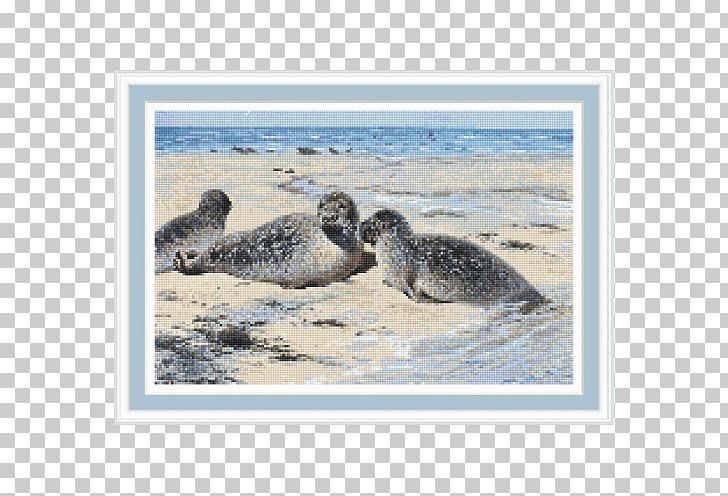 Harbor Seal Sea Lion Company Seal Lithography Germany PNG, Clipart, Animals, Art, Artist, Beak, California Sea Lion Free PNG Download