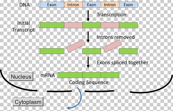 Intron Exon RNA Splicing Messenger RNA Primary Transcript PNG, Clipart, Adenine, Angle, Area, Brand, Cell Nucleus Free PNG Download