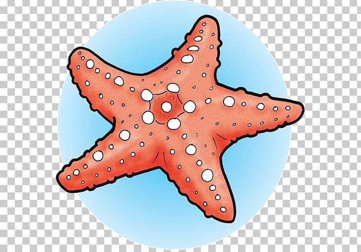 Marine Invertebrates Starfish Marine Biology Echinoderm PNG, Clipart, Animal, Animals, App, Biology, Colour Free PNG Download