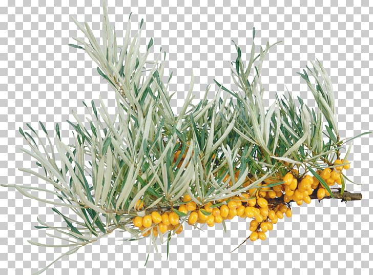 Sea Buckthorn PNG, Clipart, Sea Buckthorn Free PNG Download