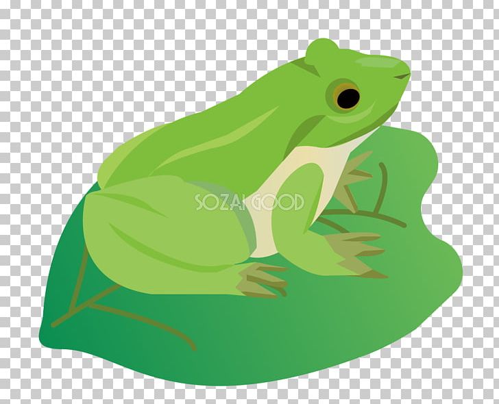 True Frog Toad Tree Frog Leaf PNG, Clipart, Amphibian, Bladnerv, Brown, Color Gradient, Fauna Free PNG Download