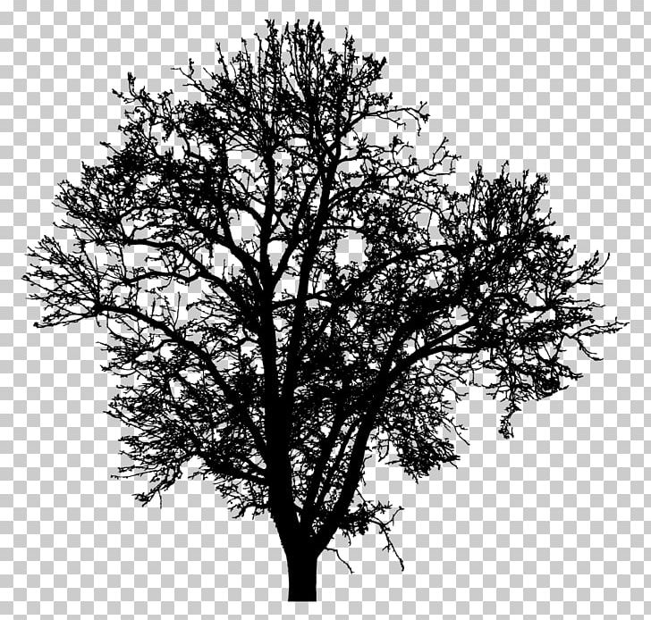 Twig Silhouette Tree Photography Drawing PNG, Clipart, Animals, Barren, Black And White, Branch, Computer Icons Free PNG Download