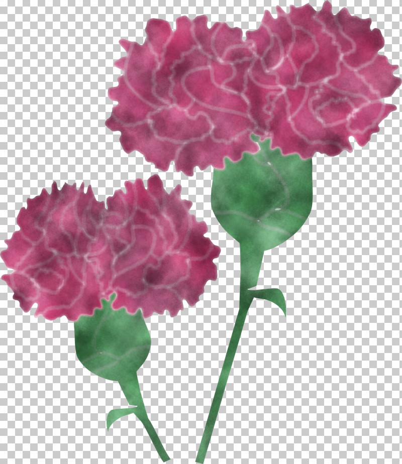 Mothers Day Carnation Mothers Day Flower PNG, Clipart, Annual Plant, Artificial Flower, Carnation, Caryophyllales, Cornales Free PNG Download
