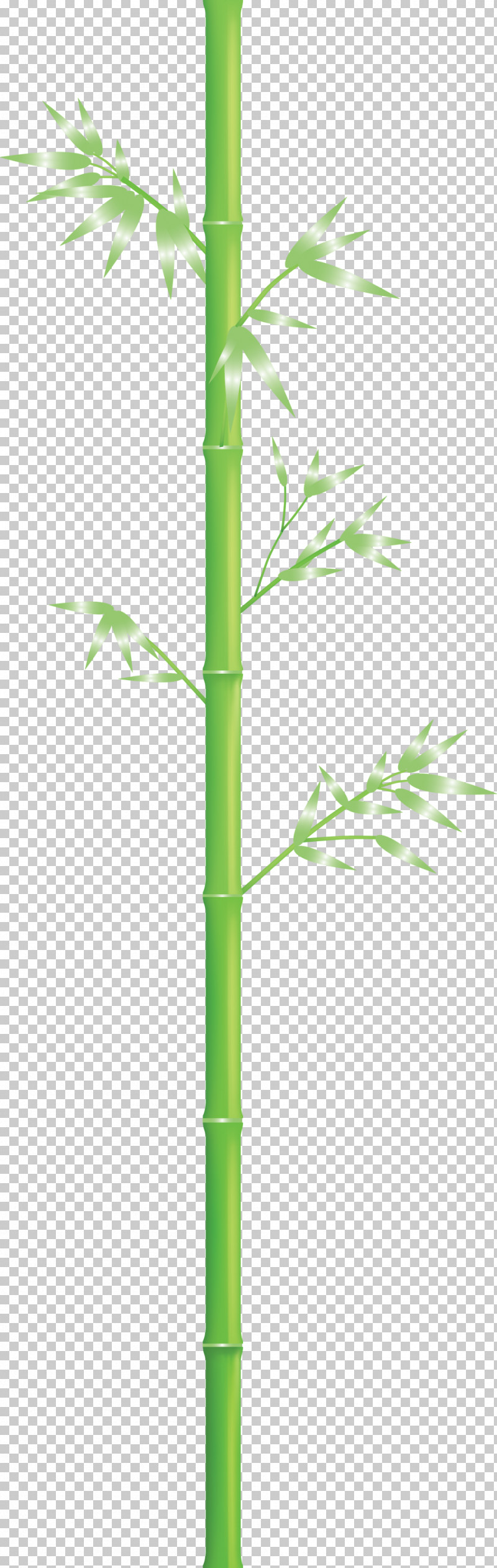 Bamboo Leaf PNG, Clipart, Bamboo, Flower, Grass, Grass Family, Green Free PNG Download