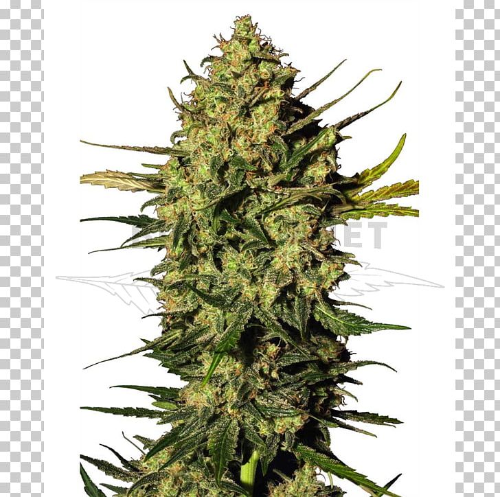 Hindu Kush Autoflowering Cannabis Hashish PNG, Clipart, Animals, Autoflowering Cannabis, Cannabis, Cannabis Sativa, Grass Free PNG Download
