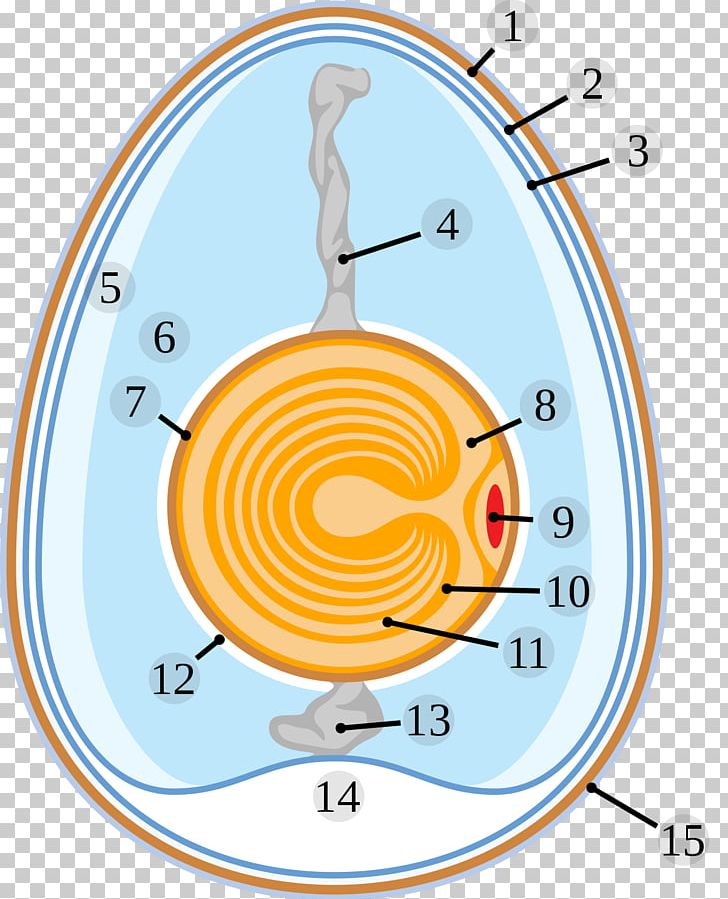 Chicken Egg White Chalaza Yolk PNG, Clipart, Anatomy, Animals, Area, Blastoderm, Boiled Egg Free PNG Download