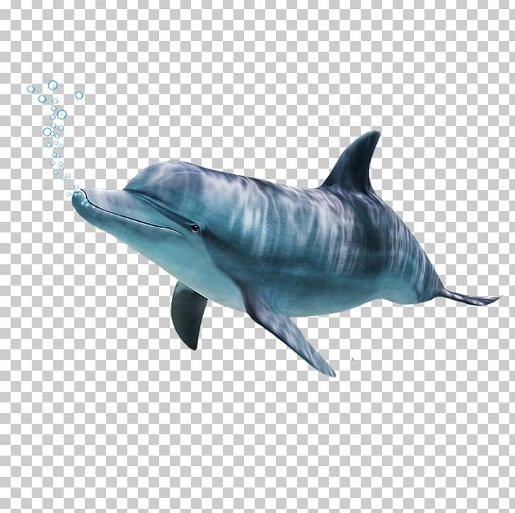 Spinner Dolphin Common Bottlenose Dolphin Short-beaked Common Dolphin Rough-toothed Dolphin Tucuxi PNG, Clipart, Animals, Fauna, Mammal, Marine Biology, Marine Mammal Free PNG Download