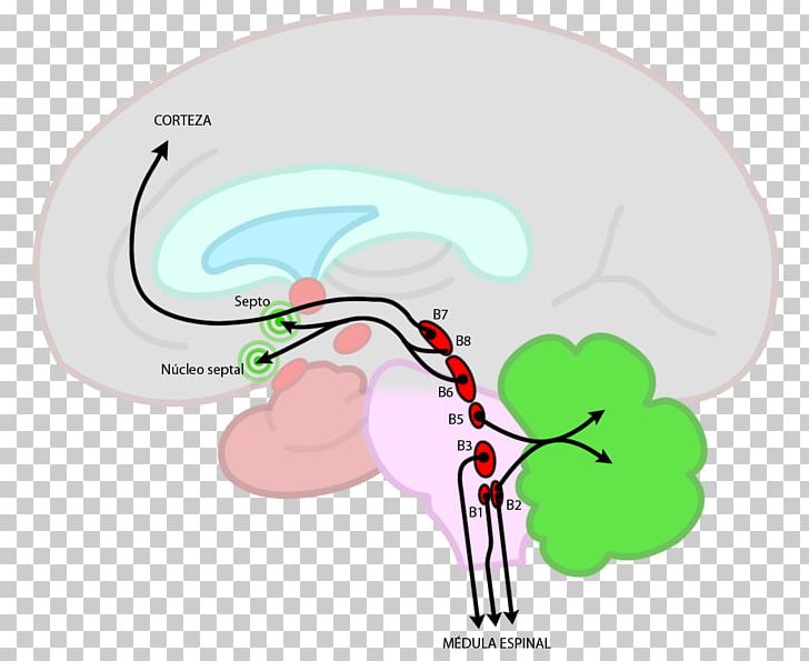 Brainstem Raphe Nuclei Nucleus Reticular Formation PNG, Clipart, Agy, Basal Ganglia, Brain, Brainstem, Cerebrum Free PNG Download