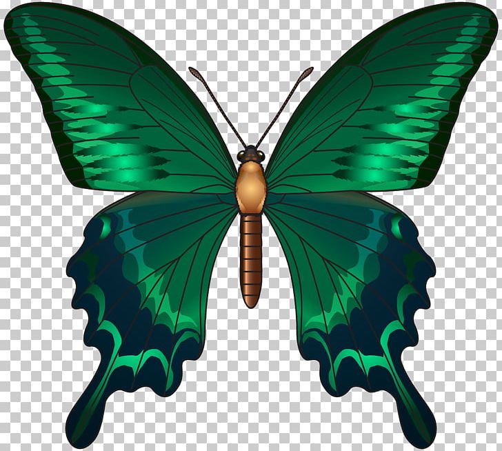 Butterfly Green PNG, Clipart, Animal, Arthropod, Brush Footed Butterfly, Butterflies And Moths, Butterfly Free PNG Download